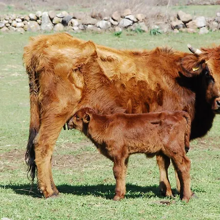 מלון Antica Dimora Del Gruccione, Diffuso