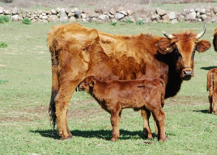 Szálloda Antica Dimora Del Gruccione, Diffuso